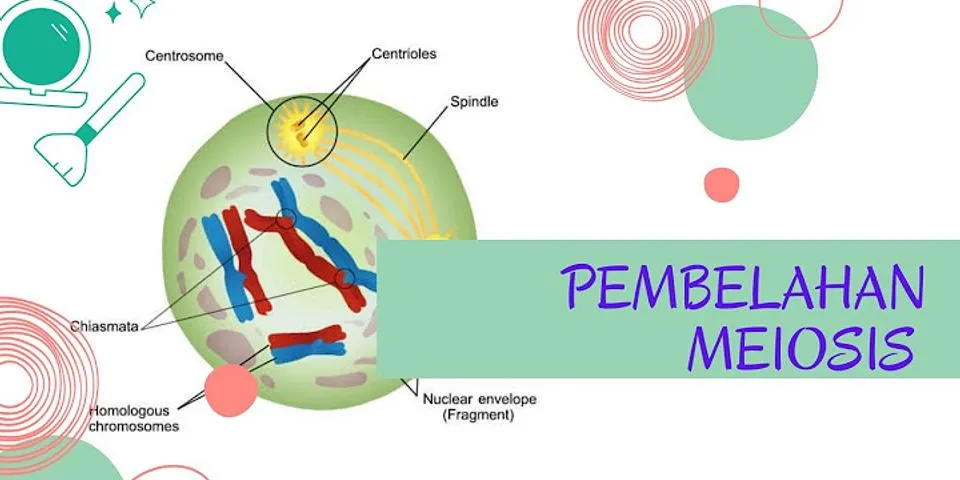 Apa yang terjadi pada sel yang melakukan pembelahan meiosis pada fase telofase 1?