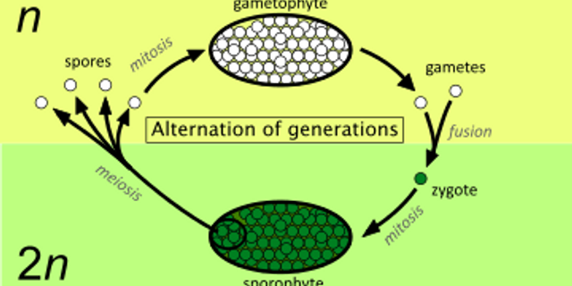 Pergiliran keturunan yang fase gametofitnya lebih dominan dibandingkan fase sporofit adalah tumbuhan
