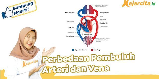 apakah perbedaan utama antara arteri dan vena