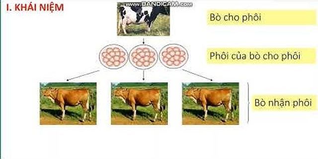 B sinh ra từ Công nghệ cấy truyền phôi mang đặc điểm của con bò nào