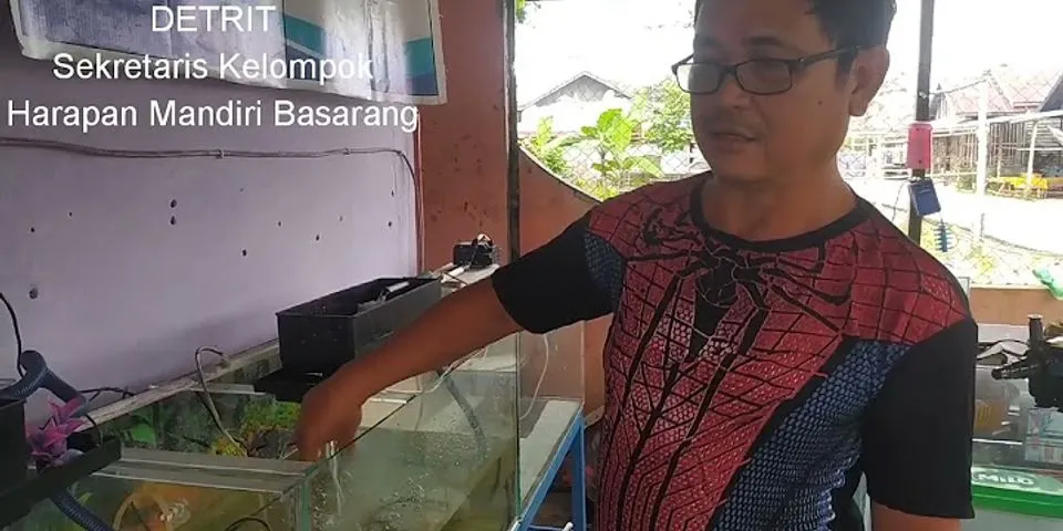 Bagaimana bentuk persiapan wadah untuk budidaya ikan hias