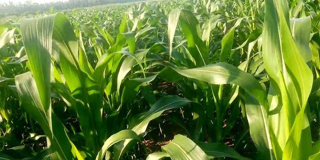 bagaimana cara melakukan penanaman tanaman jagung jelaskan