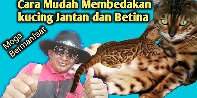 Bagaimana Cara Membedakan Kucing Betina Dan Jantan