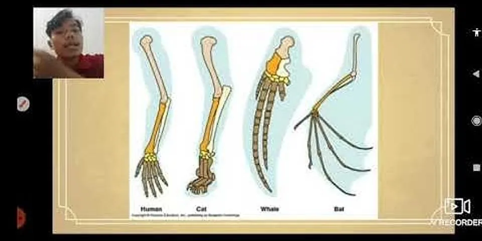 Bagaimana organ organ vestigial menjelaskan terjadinya peristiwa evolusi