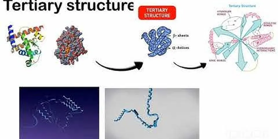 Bagaimana struktur serta fungsi protein