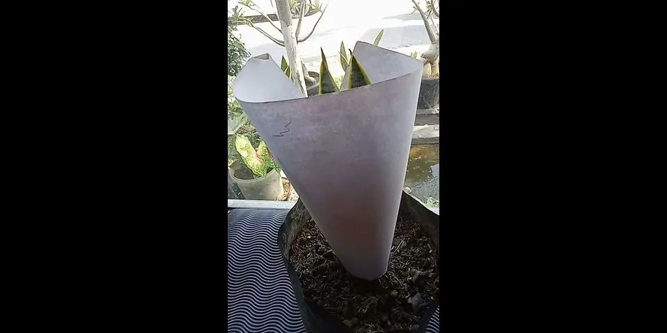 Bagaimana teknik pengemasan untuk tanaman hias bunga