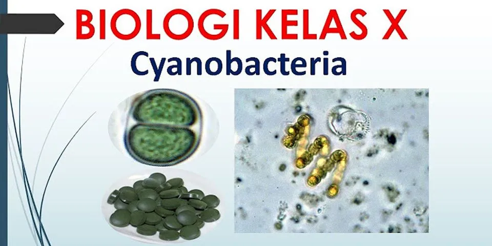 Bagian dari bakteri dan alga hijau biru yang berfungsi untuk fotosintesis adalah