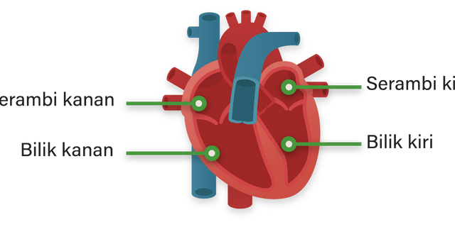 Bagian jantung yang berisi darah kaya oksigen yaitu