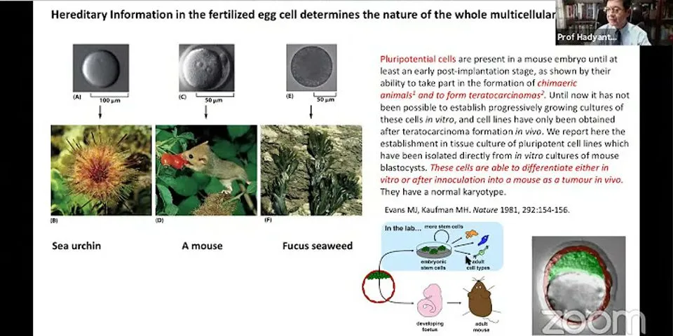 Bagian sel apakah yang diambil oleh nenek moyang eukariotik