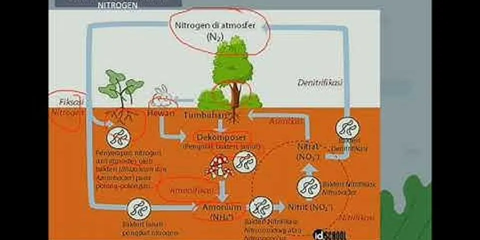 Bakteri apa saja yang berperan dalam proses siklus nitrogen?