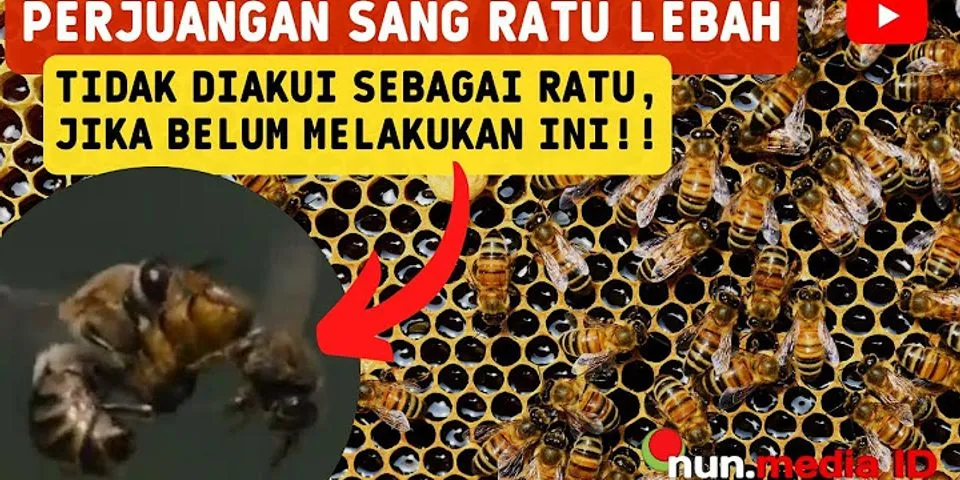Bentuk interaksi yang terjadi pembagian tugas pada koloni lebah madu disebut