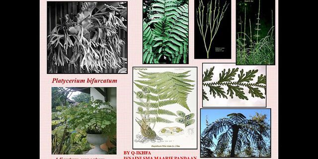 Berdasarkan jenis sporanya tumbuhan paku dikelompokkan menjadi tiga kelompok apa perbedaan?