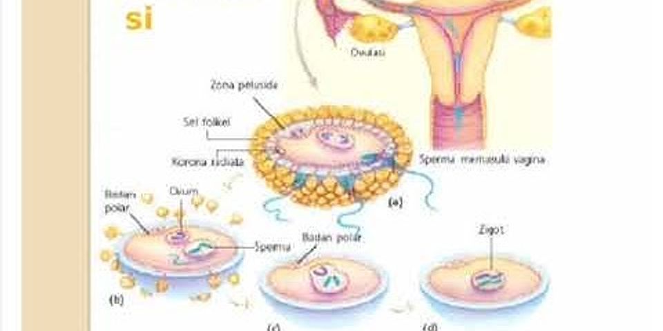 Berhentinya fungsi organ reproduksi wanita dengan ditandai berhentinya siklus menstruasi disebut