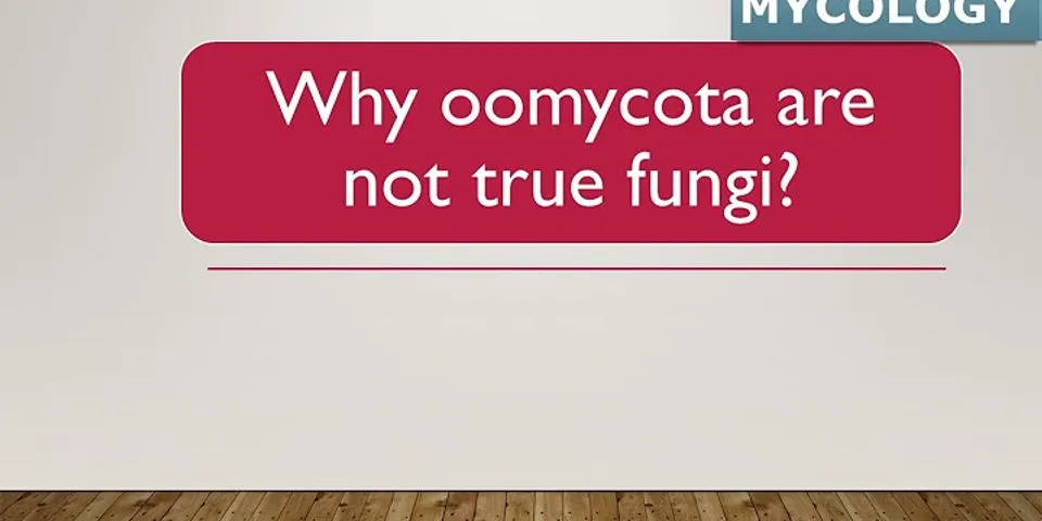Berikan contoh spesies yang termasuk kedalam filum Oomycota