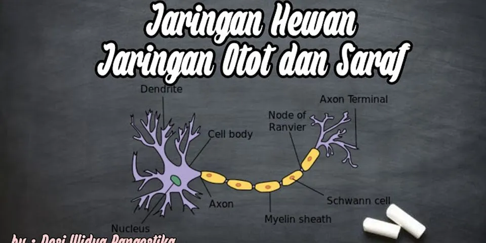 Berikut adalah organ yang bangun sepenuhnya oleh jaringan saraf dan darah