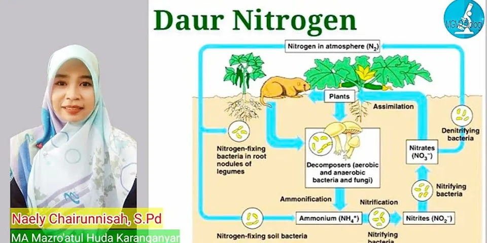 Berikut ini manakah urutan tahapan proses daur nitrogen yang benar adalah?