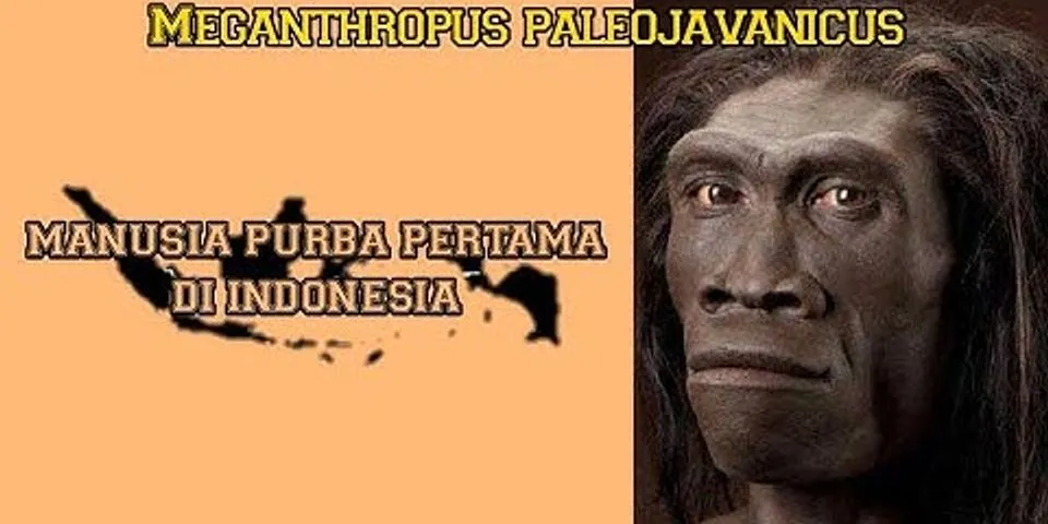 Berikut ini yang bukan merupakan ciri-ciri meganthropus paleojavanicus adalah