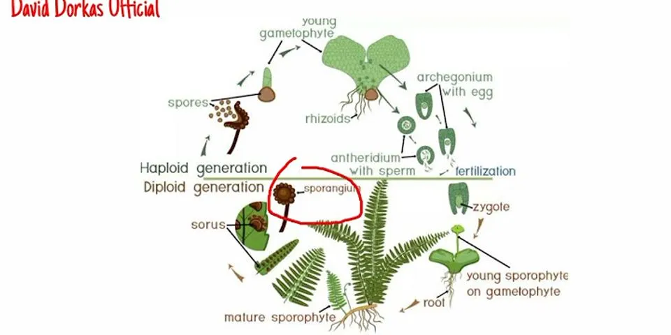Buat skema daur hidup yang menunjukkan metagenesis tumbuhan paku