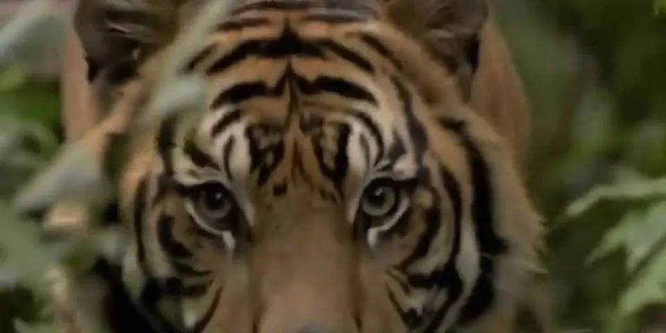 Buatlah kesimpulan dari teks diatas tentang harimau Sumatera