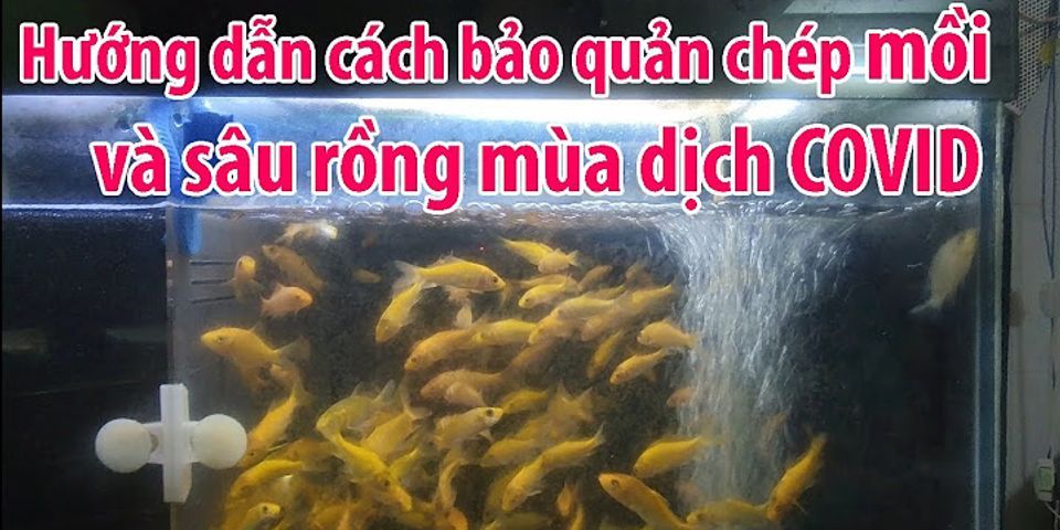 Cá chép sống được bao lâu