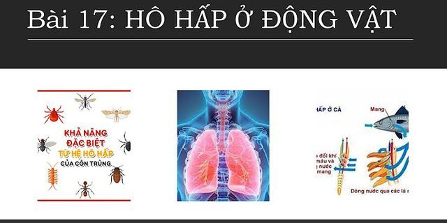 Các loài thú sống trong nước có hình thức hô hấp như thế nào