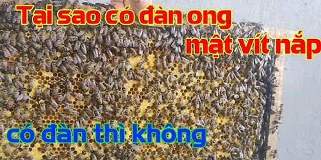 Cách bắt ong mật chúa