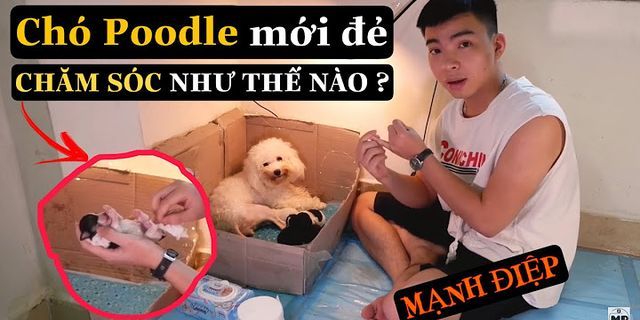 Cách chăm sóc chó Becgie con mới đẻ