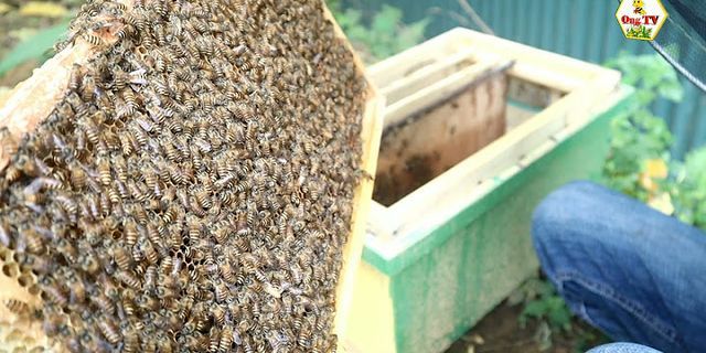 Cách chữa ngộ độc mật ong