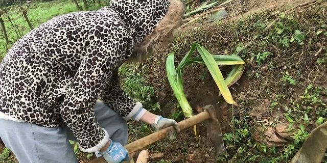 Cách đào hố trồng cây an quả