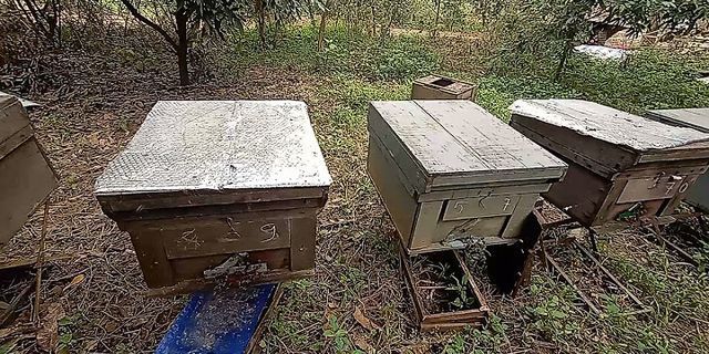 Cách dụ ong mật vào thùng