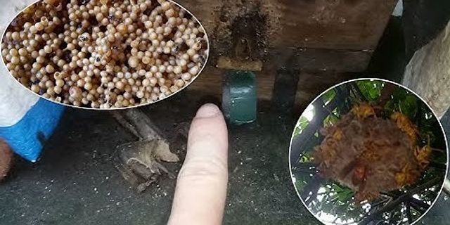 Cách dụ ong vào tổ