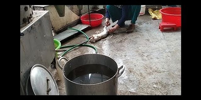 Cách đun nước làm lông chó