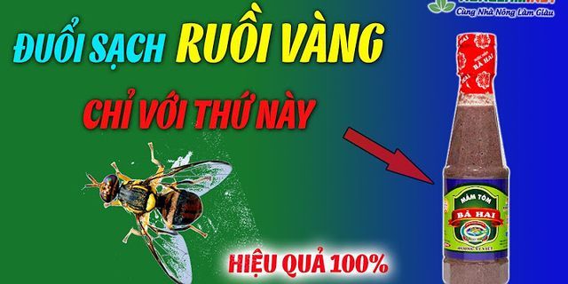 Cách đuổi ruồi vàng