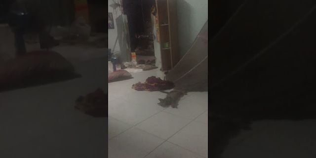 Cách huấn luyện mèo bắt chuột