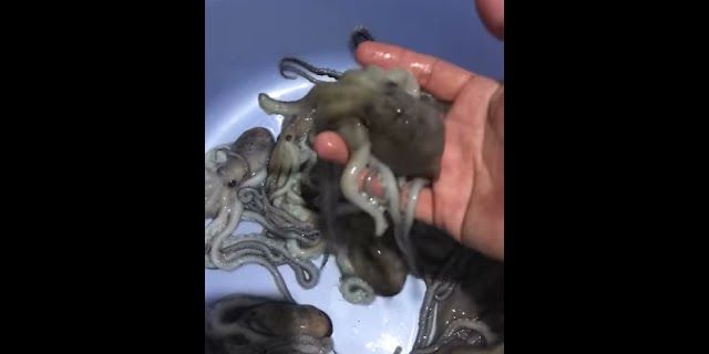Cách làm bạch tuộc sống nhúng giấm