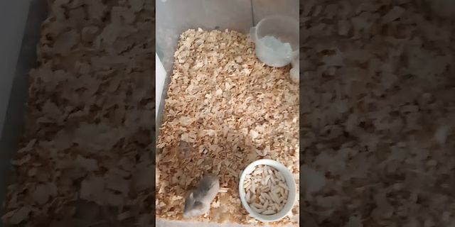 cách làm nhà cho chuột hamster bằng thùng giấy