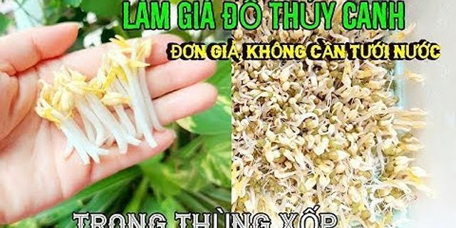 Cách làm giá đỗ bằng thùng xốp và cát