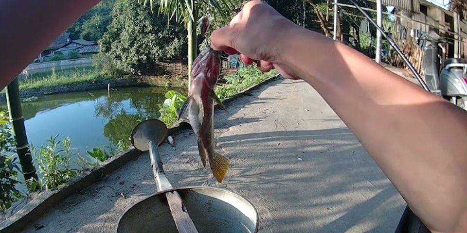 cách làm mồi câu cá rô đồng
