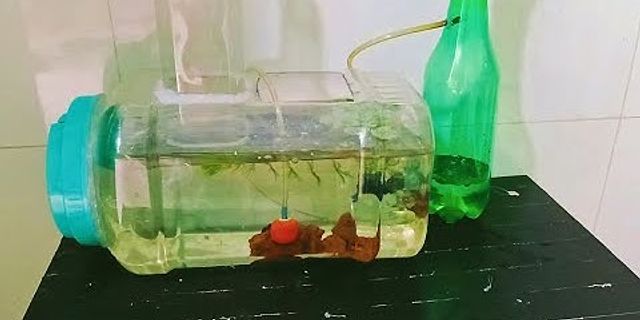Cách làm oxy cho cá bằng chai nhựa