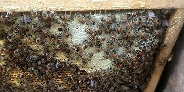 Cách làm thức ăn cho ong mật