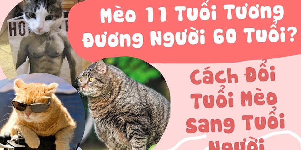 Cách nhận biết mèo bao nhiêu tháng tuổi