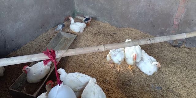 Cách nuôi gà tại nhà