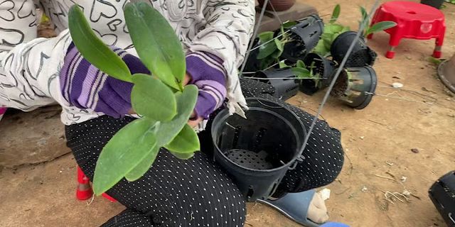 Cách trồng Cattleya con