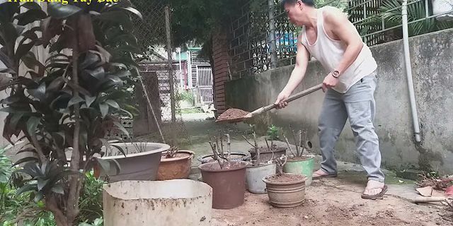 Cách trồng cây hòe