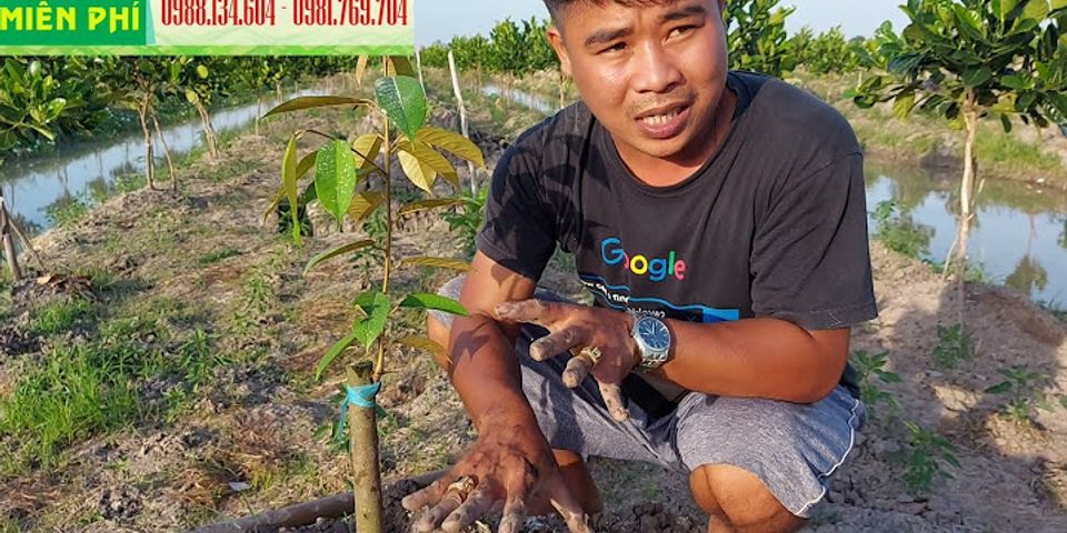 Cách trồng cây sầu riêng