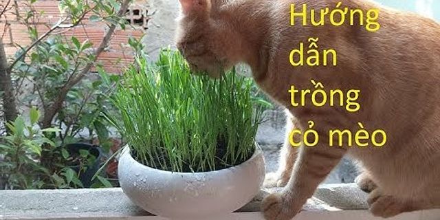 Cách trồng cỏ mèo không cần đất