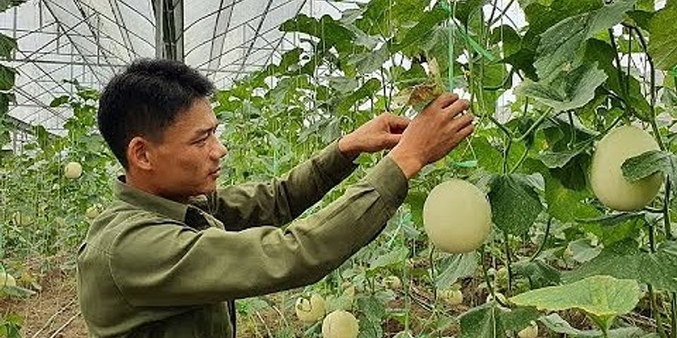 Cách trồng dưa lê Bạch Ngọc