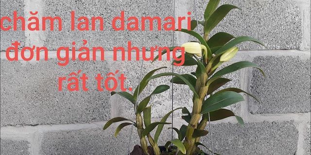 Cách trồng lan Dammari
