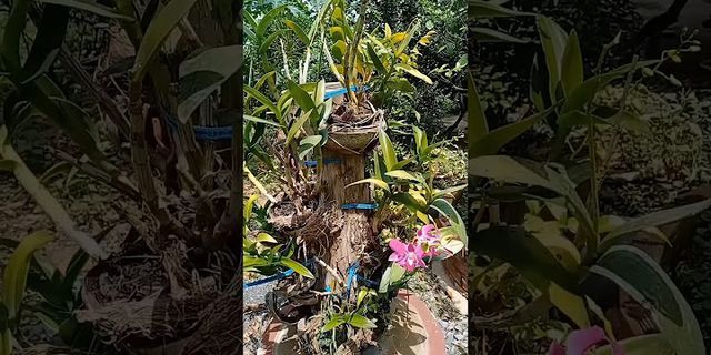 Cách trồng lan trên thân cây khô