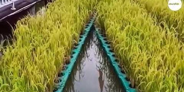 Cách trồng lúa